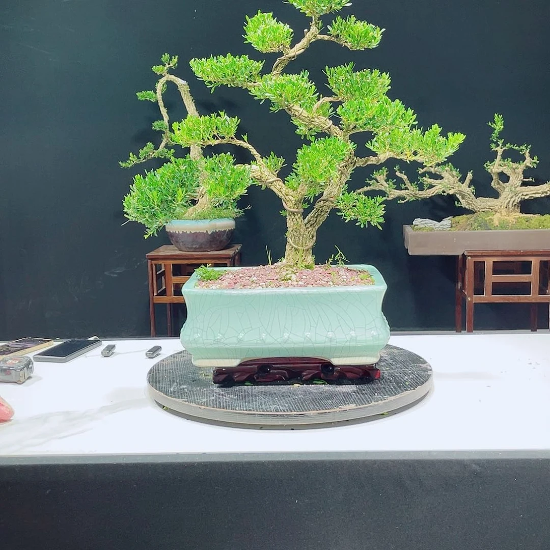 完全开放绿植黄杨盆景