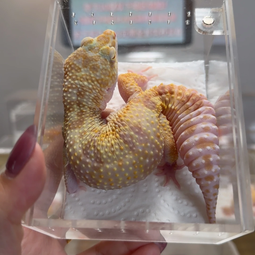 豹纹守宫雪花川普妹妹