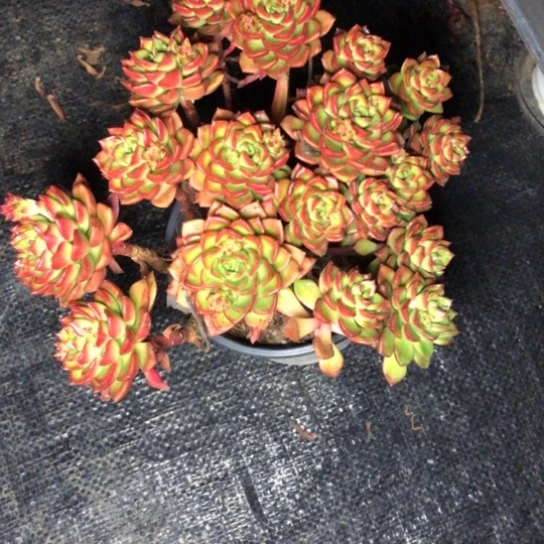 多肉植物老桩蒂亚