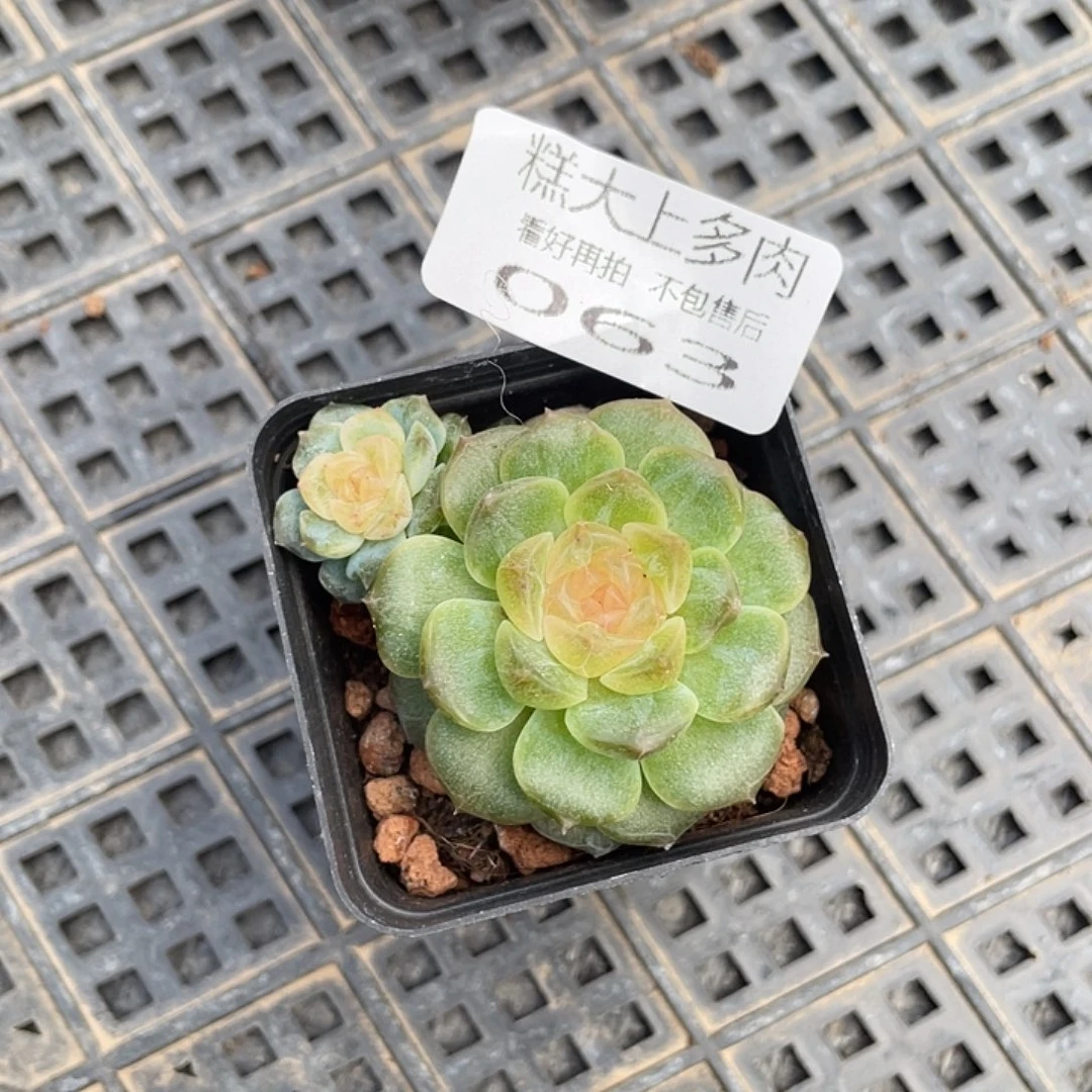 糕大上多肉植物063