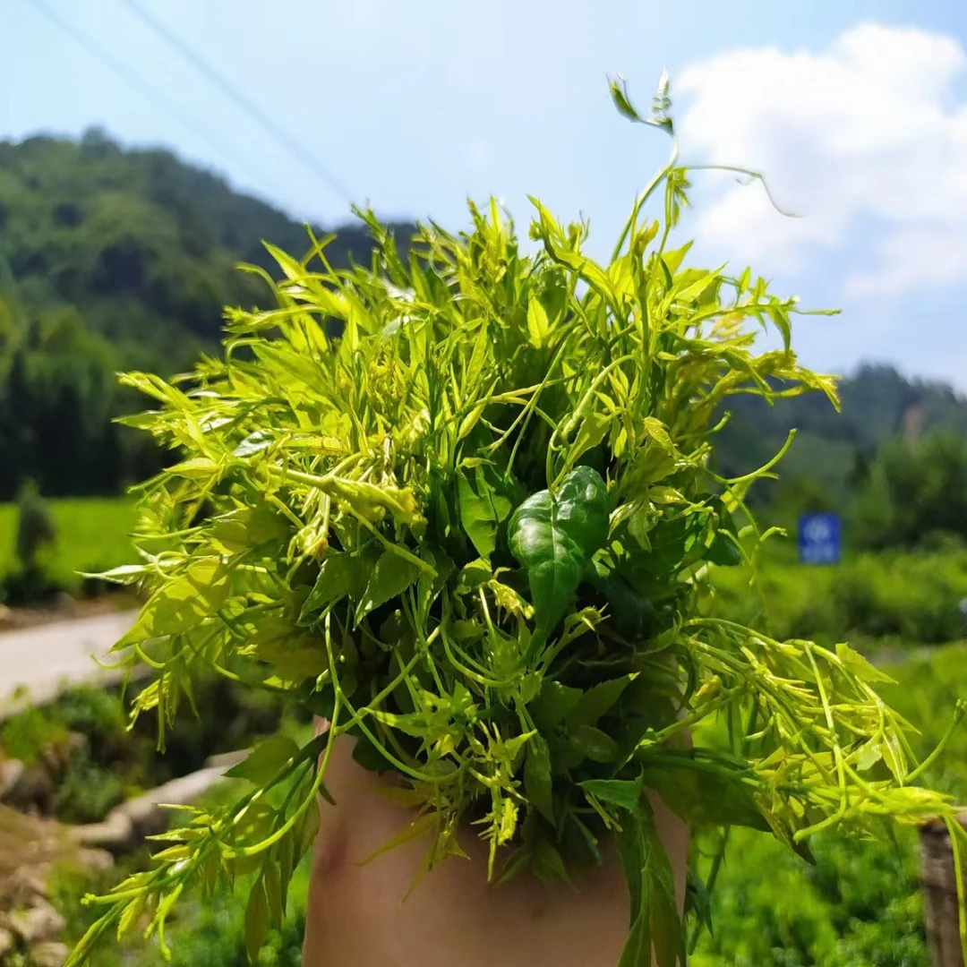 25年正宗张家界高山龙须莓茶雪茶藤茶芽尖特级亏本福利原产地