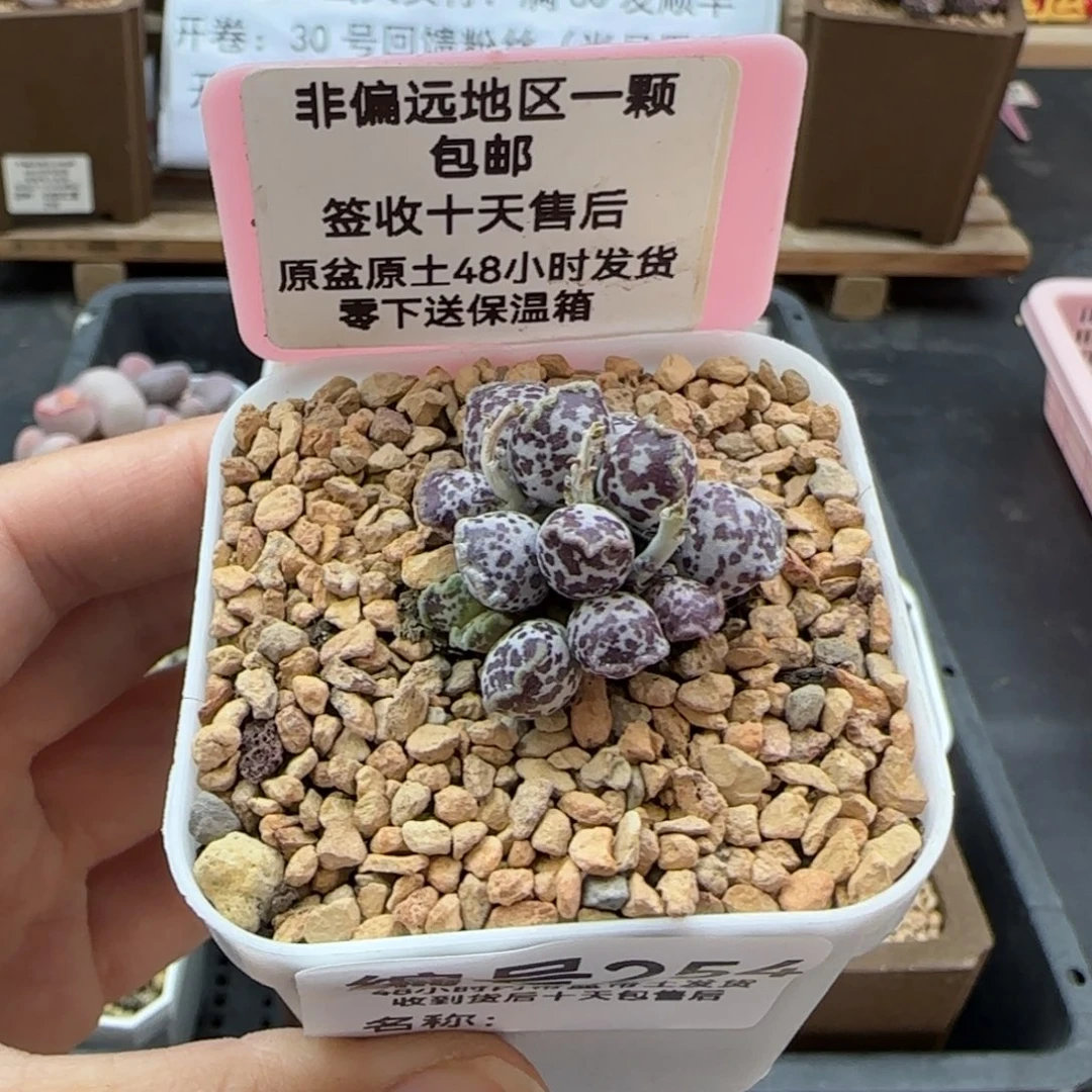 254达摩海报多肉