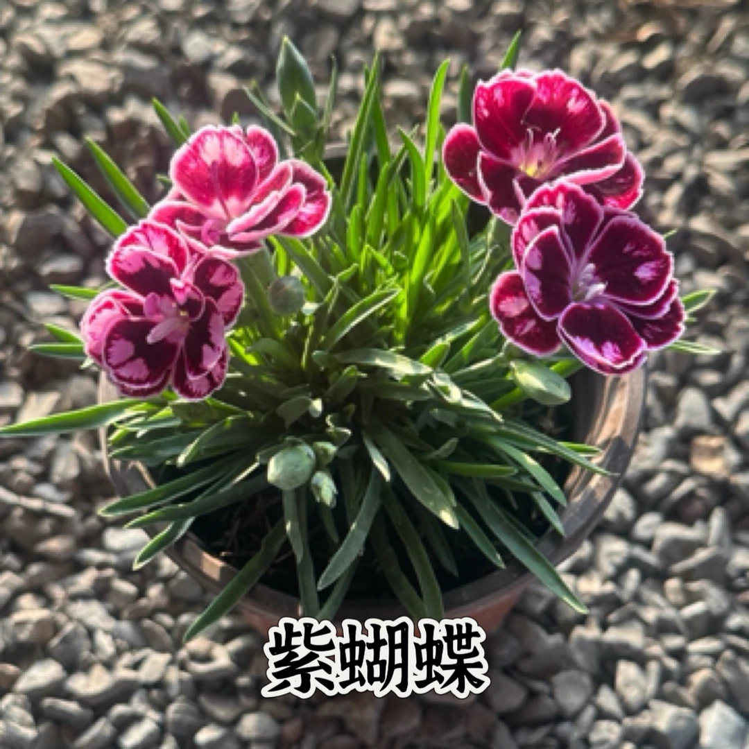 紫蝴蝶➕玫粉色➕少女粉康乃馨石竹盆栽带花苞四季开花室内外好养活