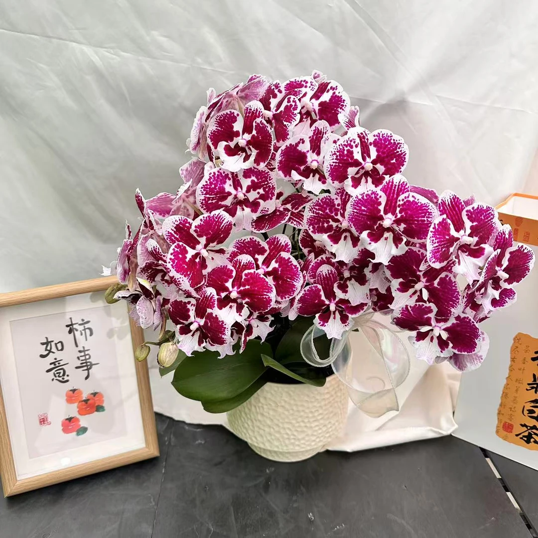 蝴蝶蘭【卡布奇诺】小众撞色桌面款精致中型花花好养耐开基地直发