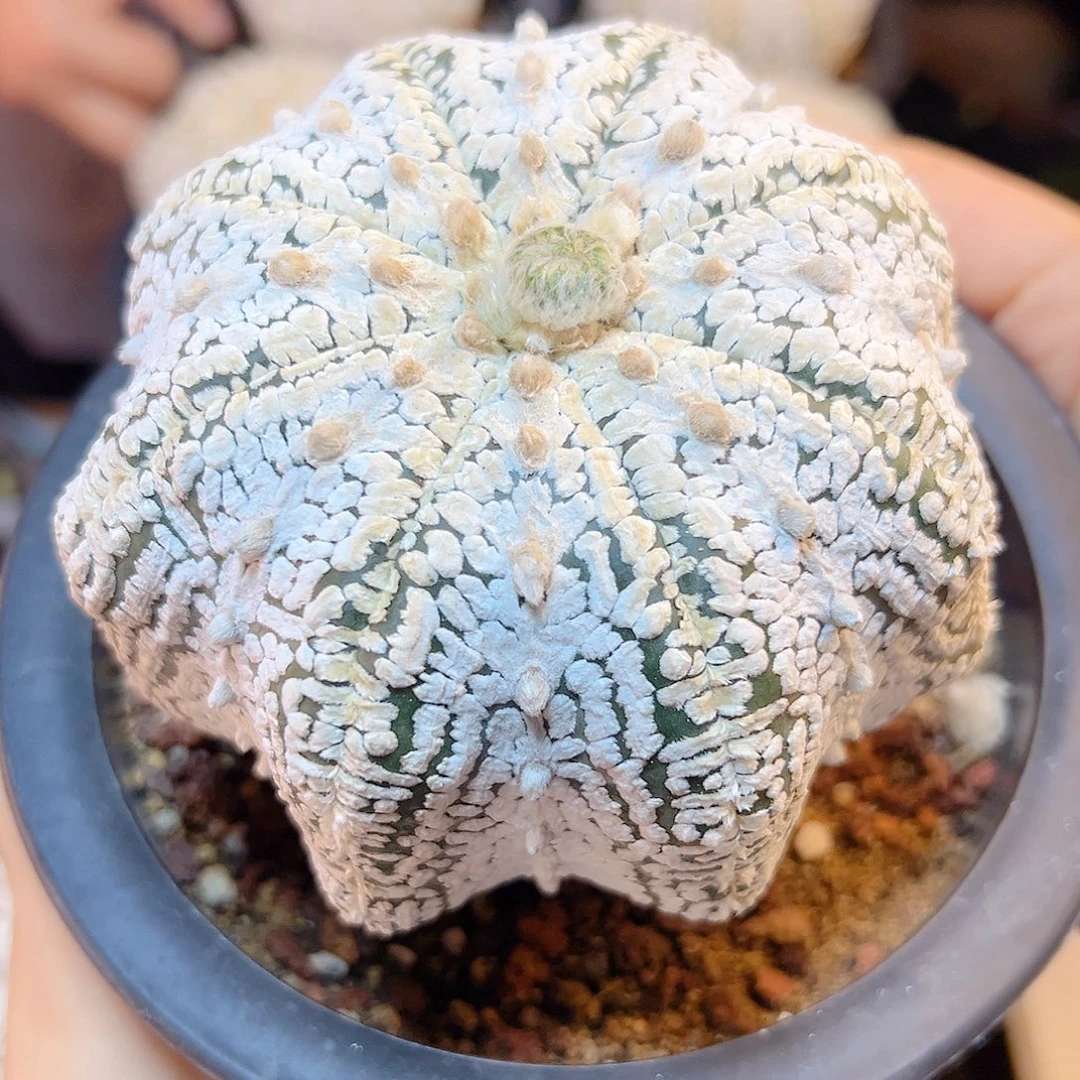 自根海星超兜9.5公分带盆