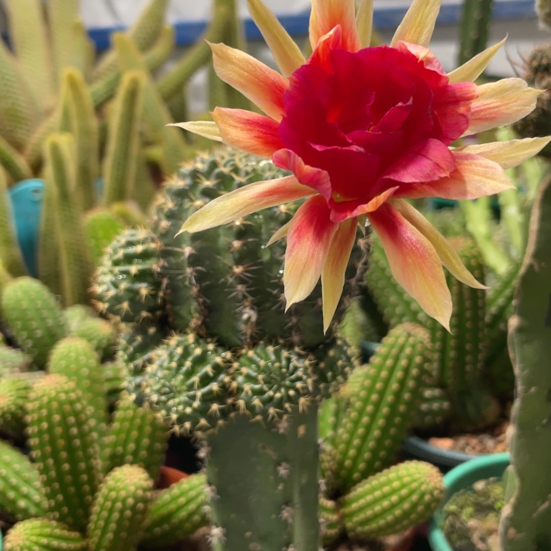 新品丽花红瞳母本袖铺一物一拍1