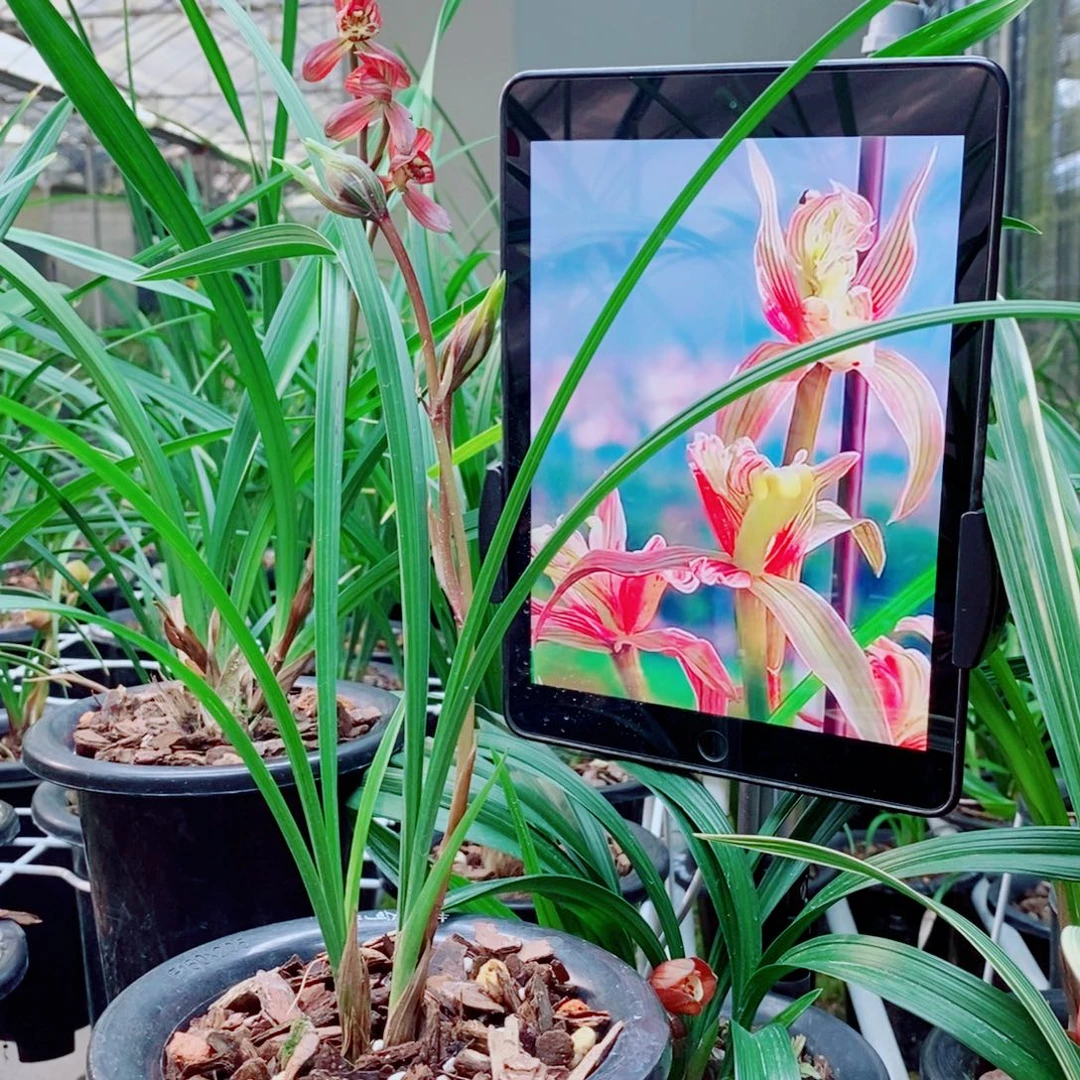 大部分花苞少量开放