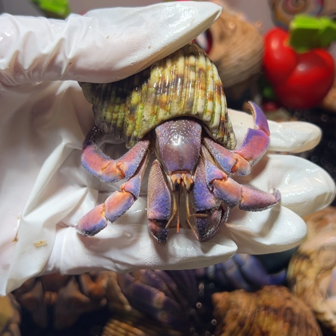 粉腿紫陆口径2.8口