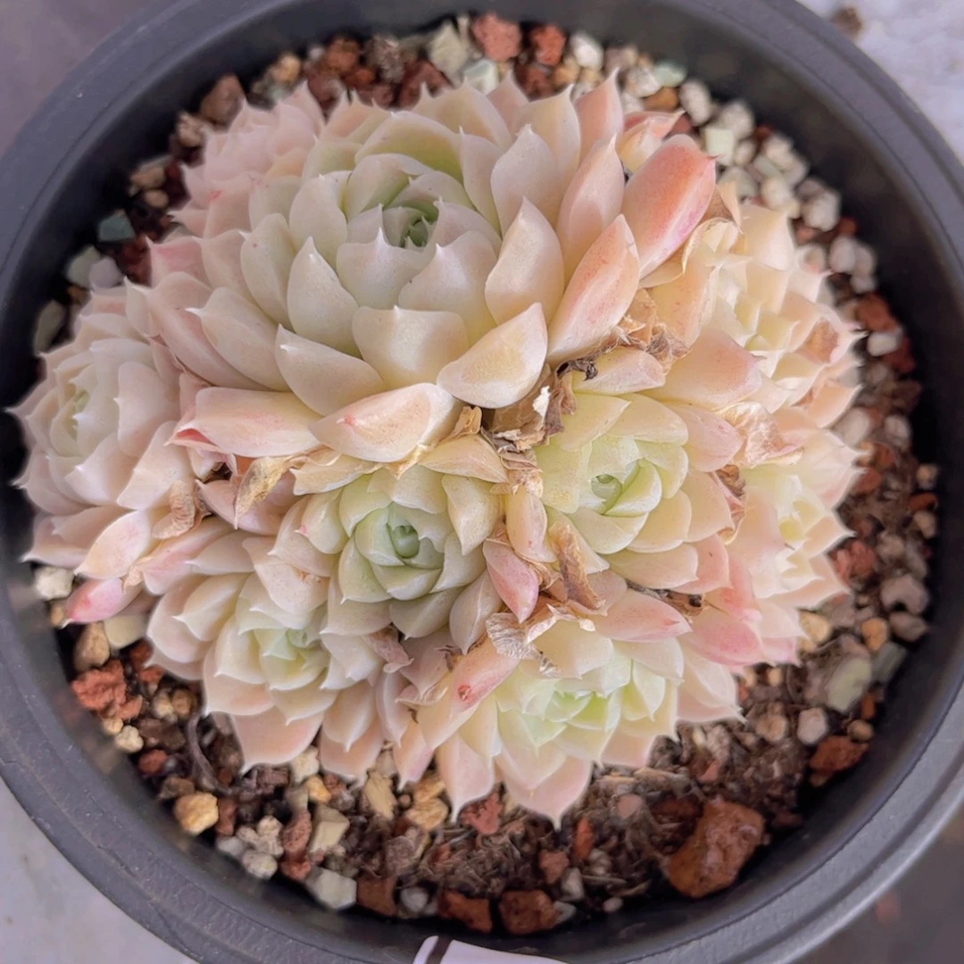 月影杂0232多肉植物