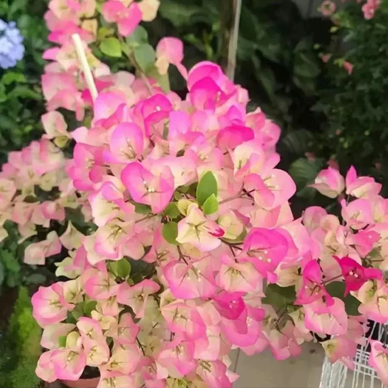 【新疆包邮】绿樱三角梅品种苗绿叶樱花白粉色开花阳台庭院