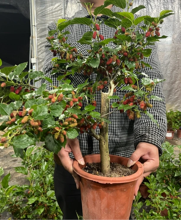 【可养蚕]台湾四季黑桑盆栽可地栽可盆栽好养易活