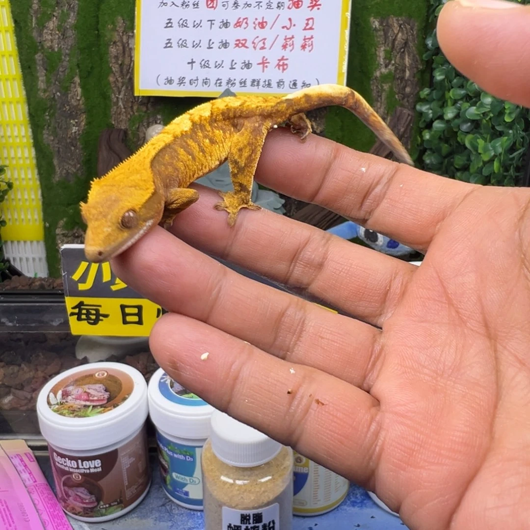 睫角守宫橙纹超级小丑