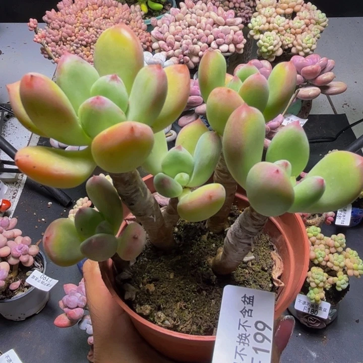 苹果奶酪199/9cm不包整