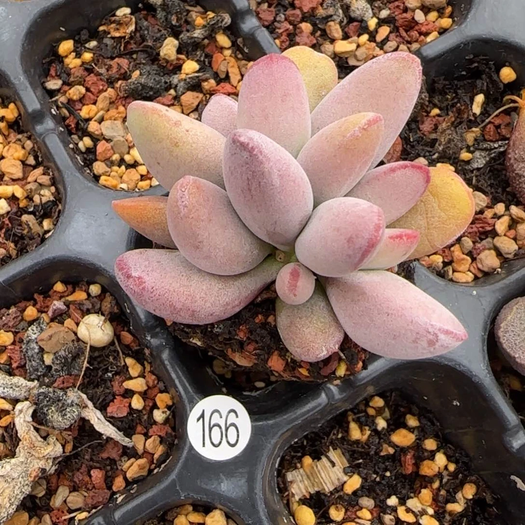 仙桃水泡多肉166