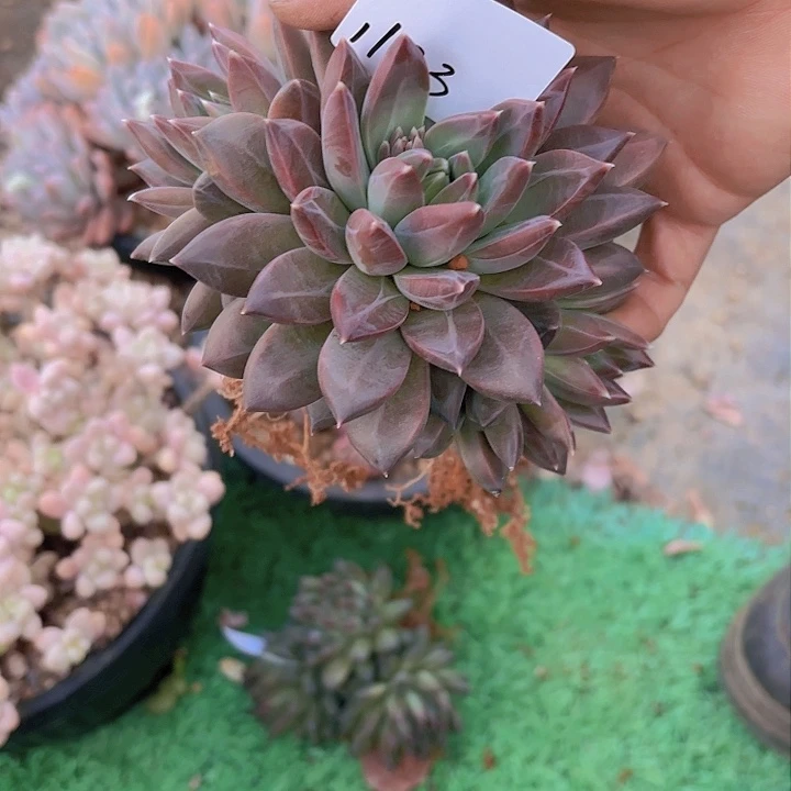 甜**?1133美人杂多肉