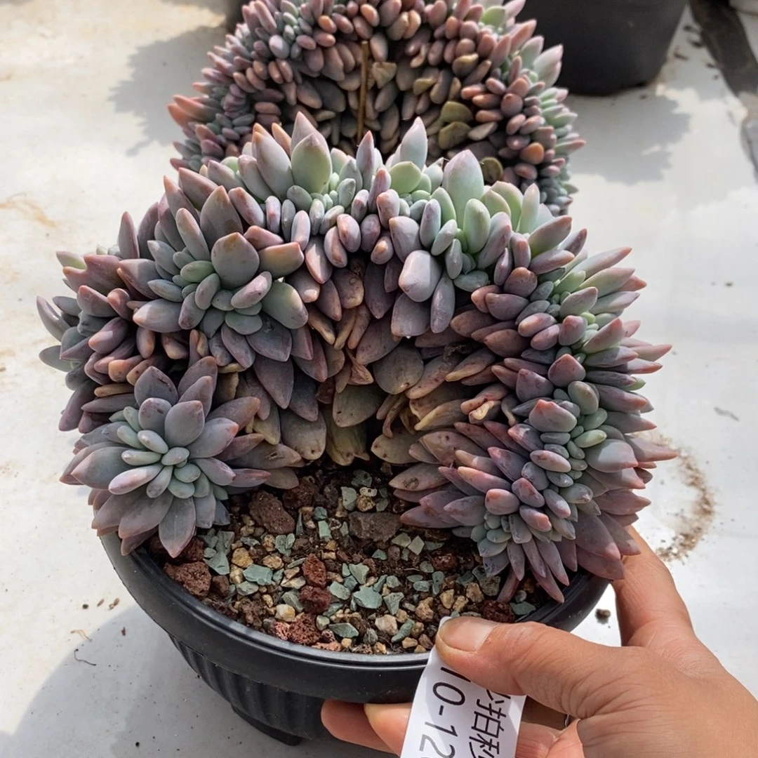 两单包邮1010-126粉兔缀