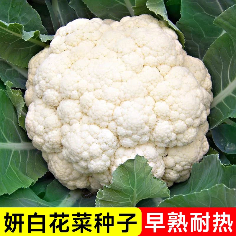 【全店任意满5包包邮】松雪西兰花种子蔬菜