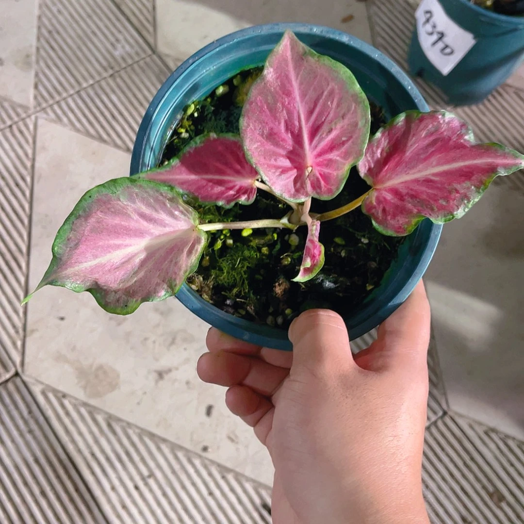 完全开放4828泰彩