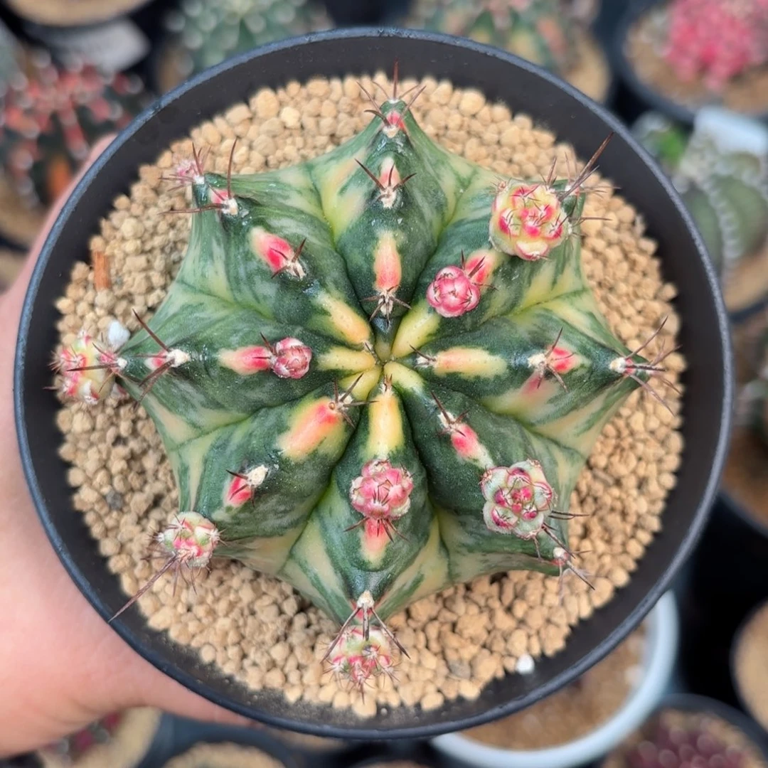 泰系米哈实生仙人球890