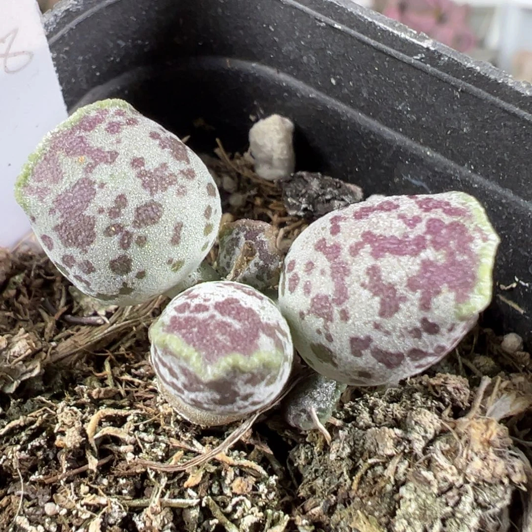 w带桩达摩海豹多肉植物水泡