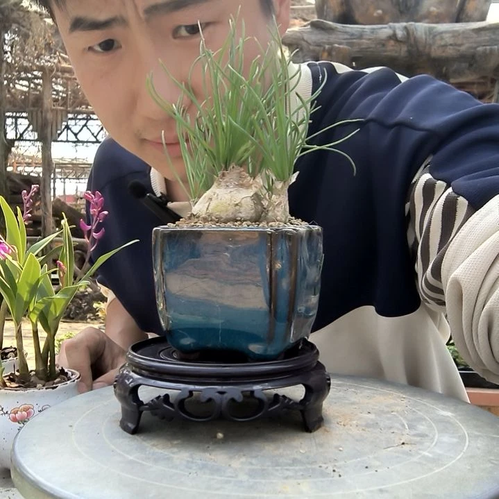 @****～小盆景小植物一物一拍159