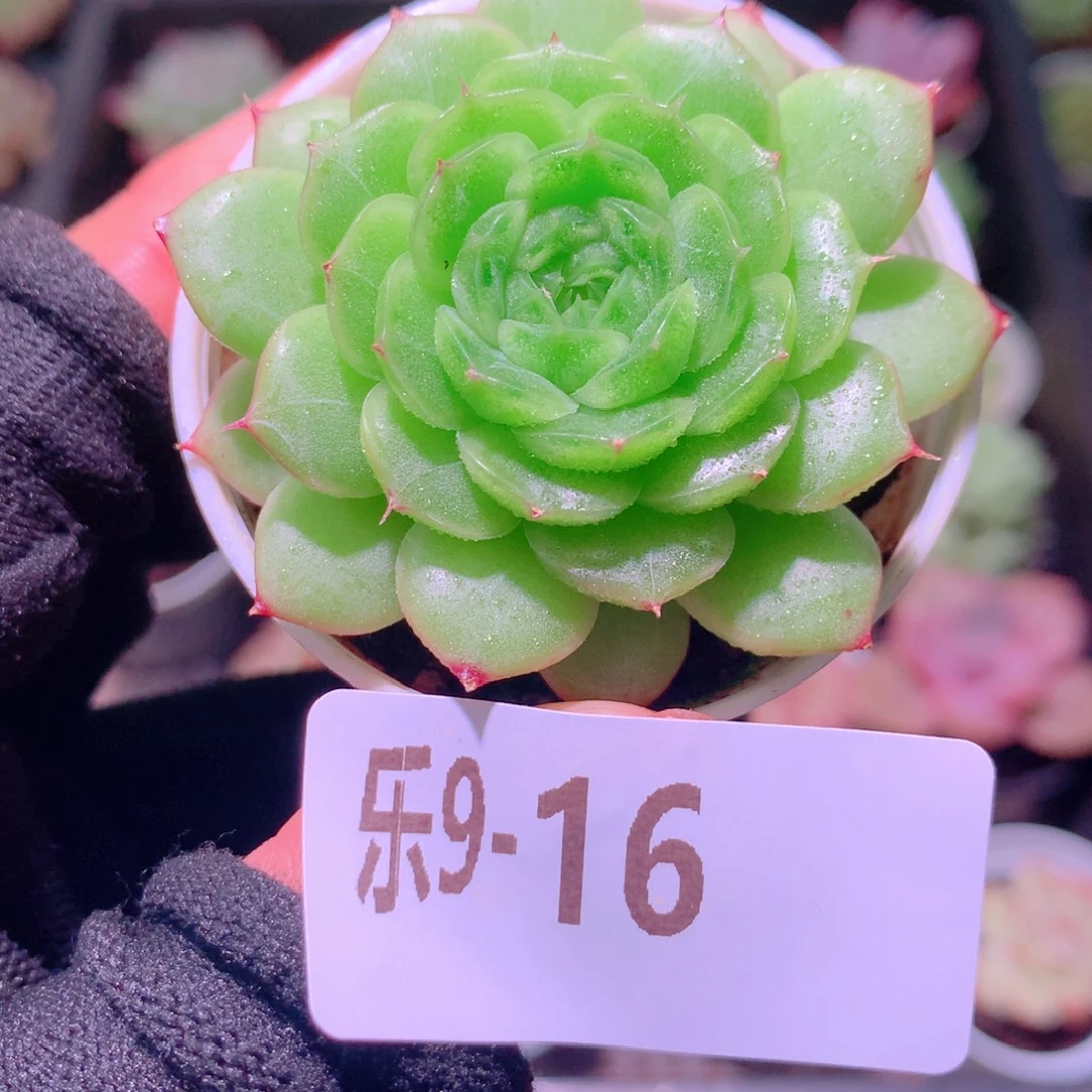 乐然 9-16 珍妮新品