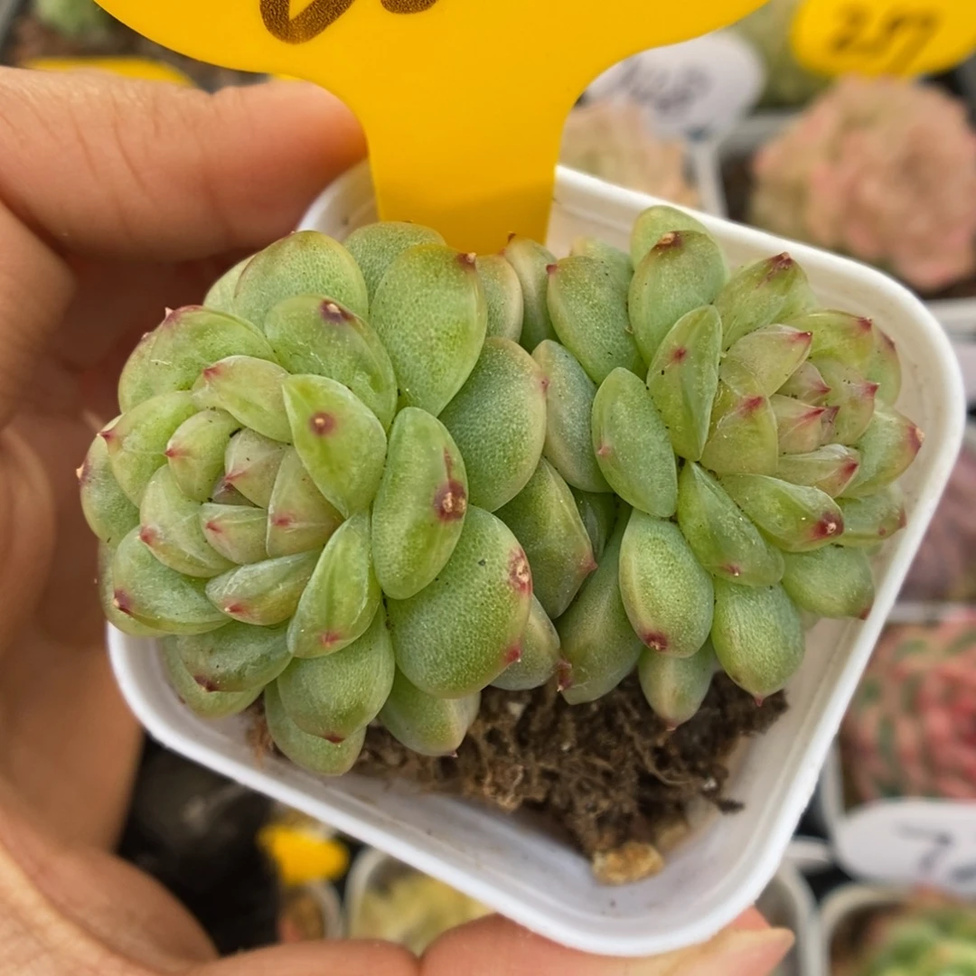 黄透心珍妮824号。