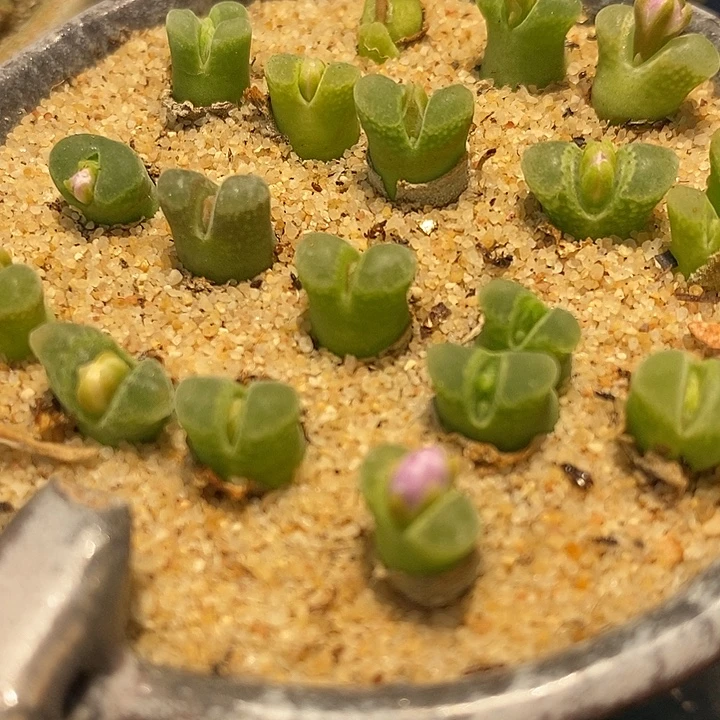 奶瓶风铃10颗。