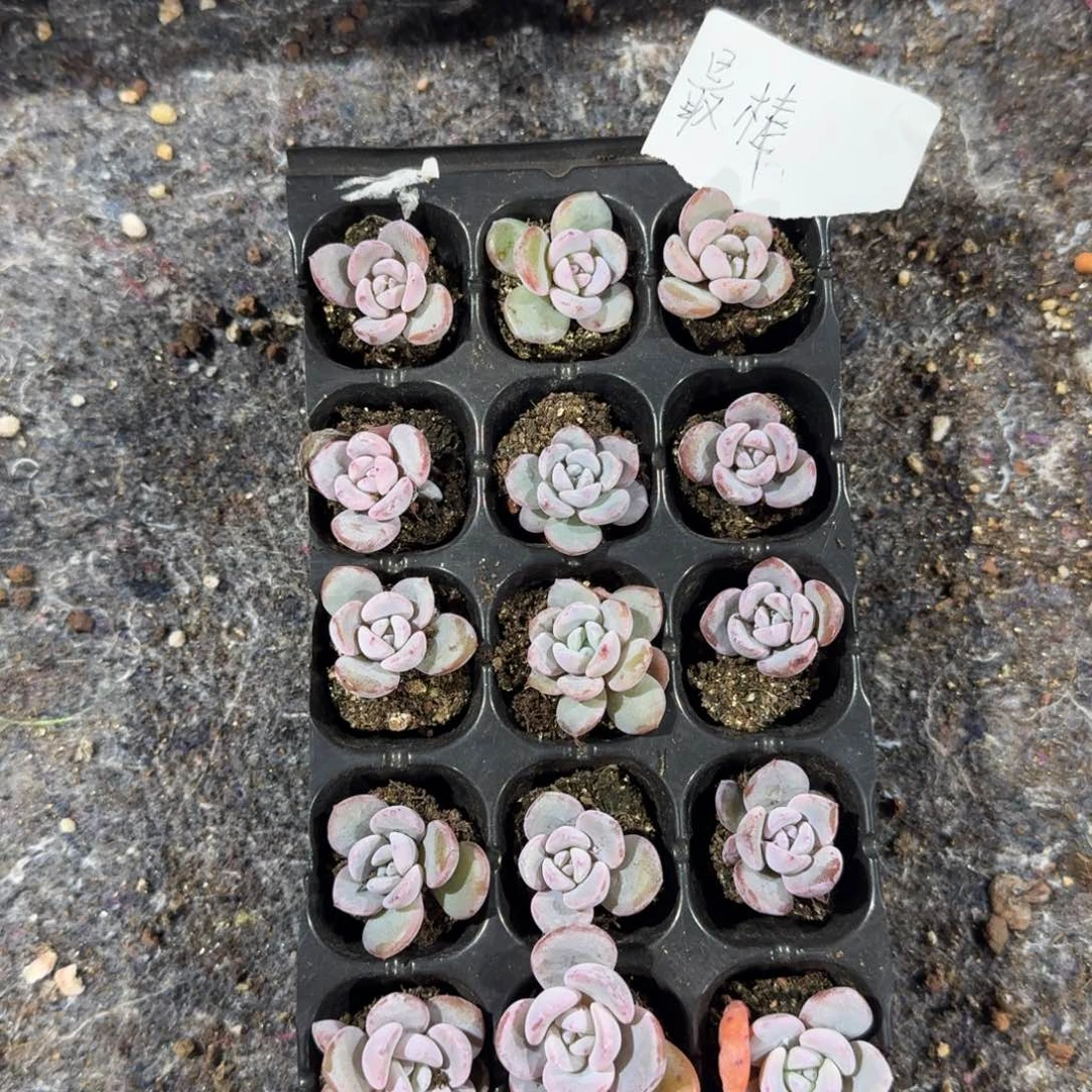 最棒一物一拍专拍