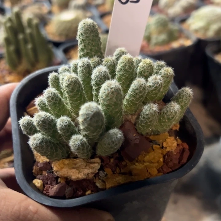 55号沟宝山长条状