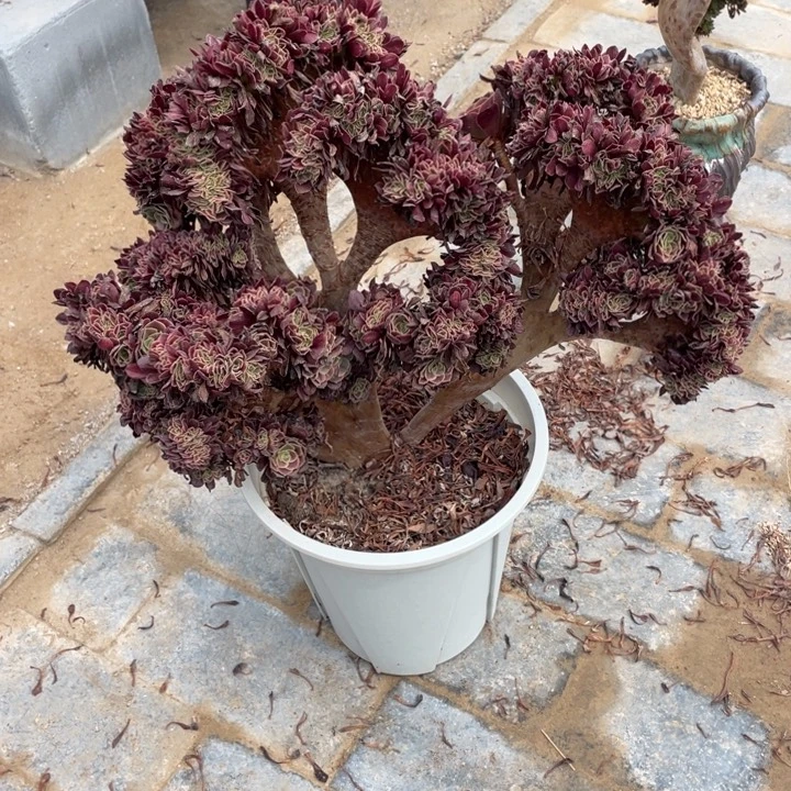 法师老桩缀化欧嘉莉