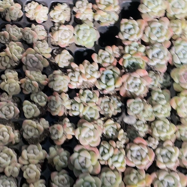 ?****゜12号筐一盘冰玉带盘