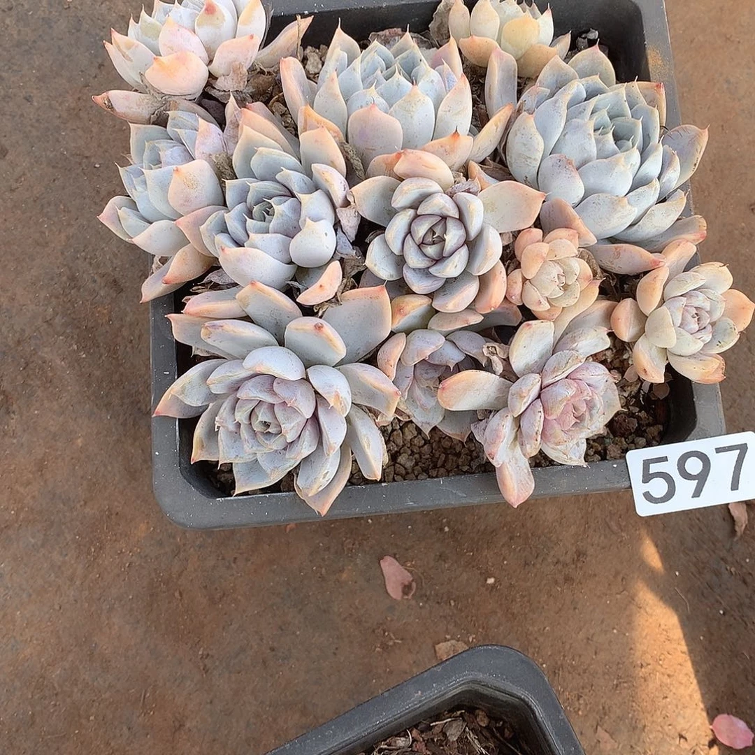 597 一物一拍多肉