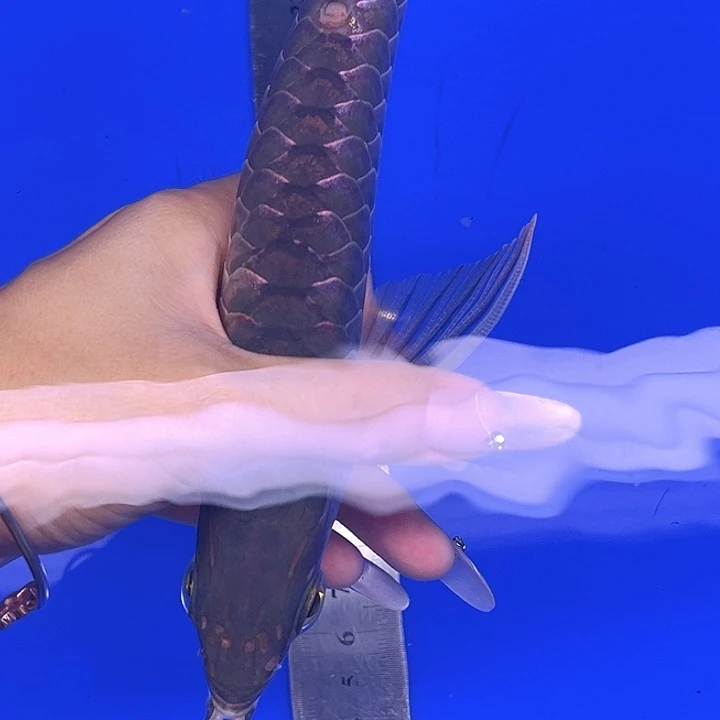 龙鱼马来西亚过背金龙