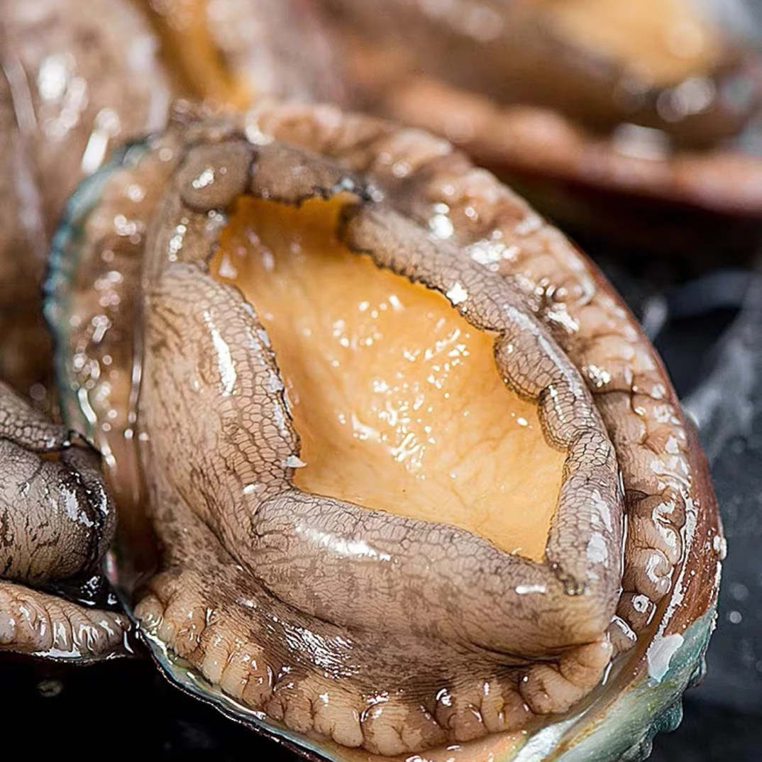 【饱满鲍鱼】深海珍品 软糯弹牙 自食礼赠