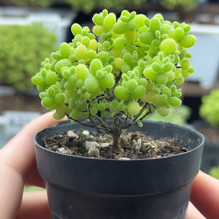 002蜜桔糖球优选枝干番杏