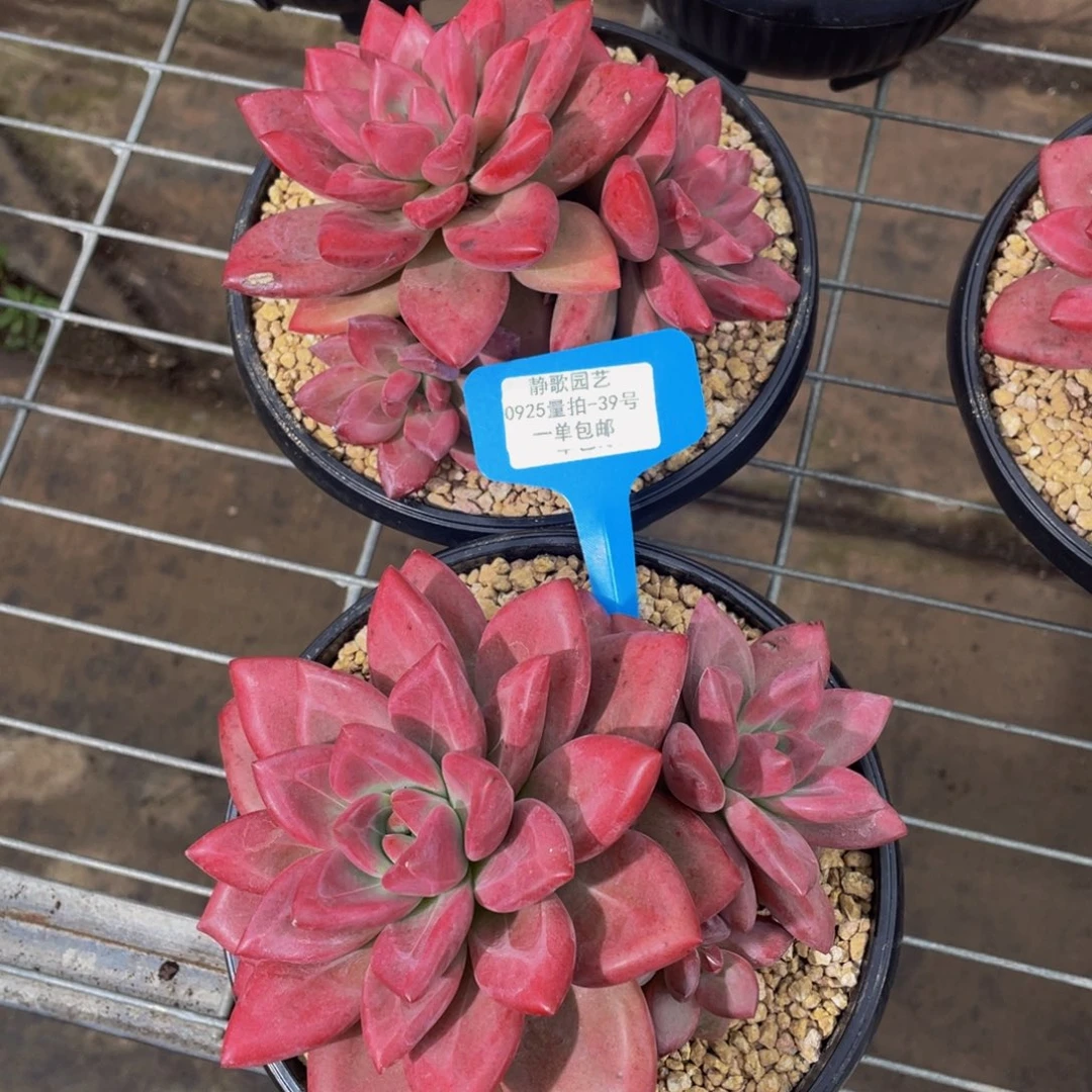 0925-39-天花板赫菲斯托一刻