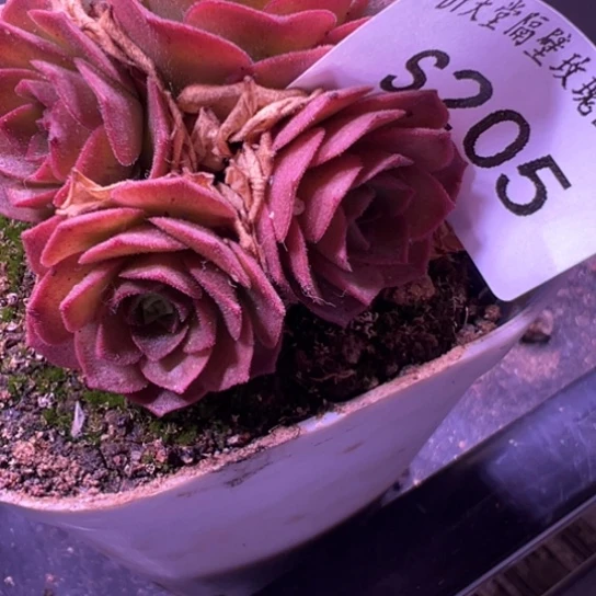 三碗205 翔龙侧芽量拍