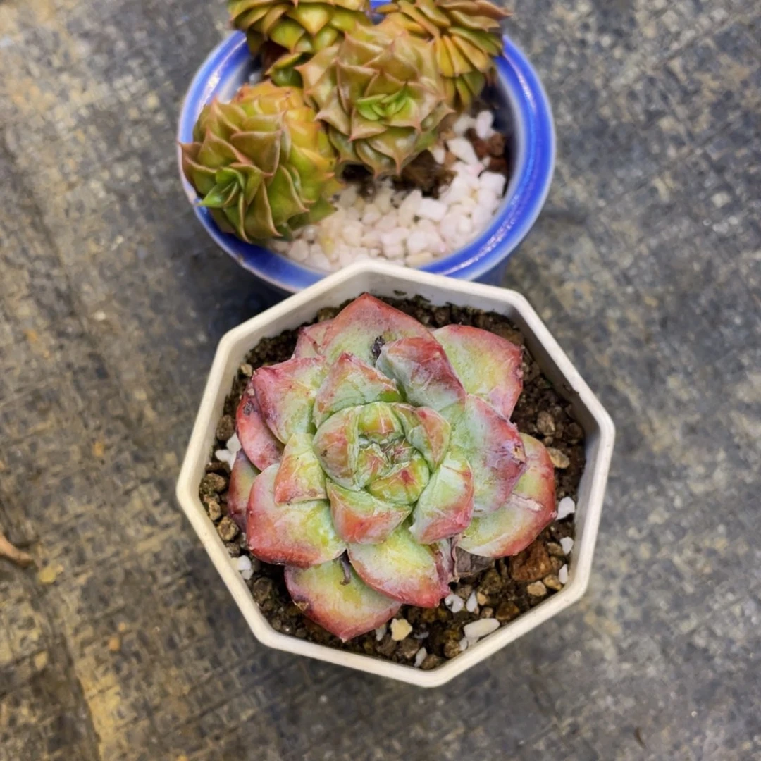 嘟***_多肉植物盆栽多肉植物