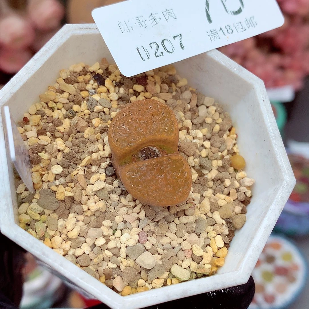 生石花满18包邮7-76