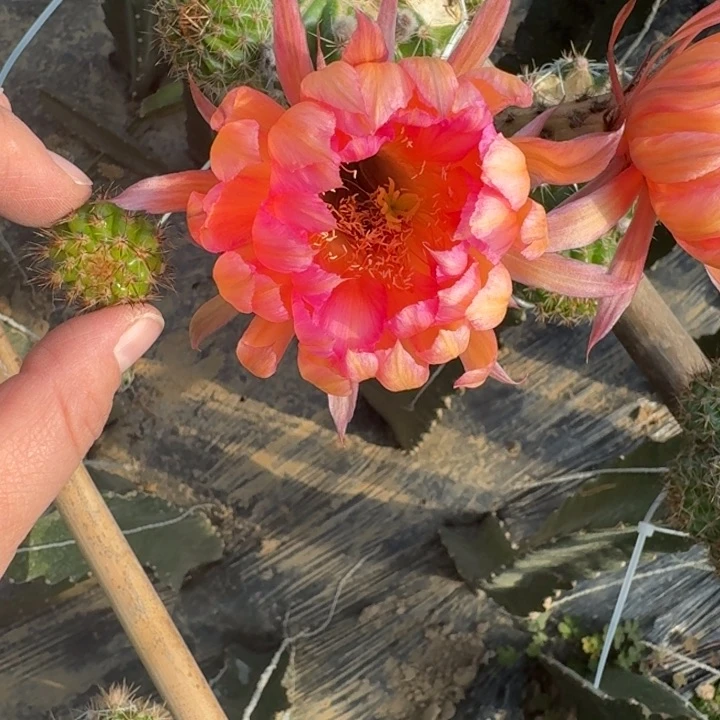 275彩草金碧辉煌歪无根侧牙4公分左右