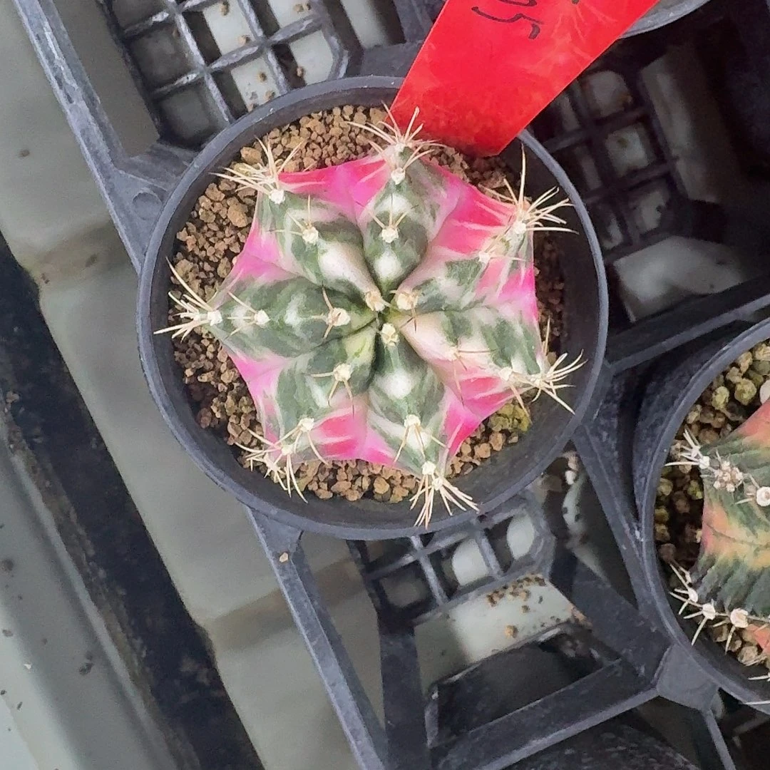 L505-1111广东发货 十一福利