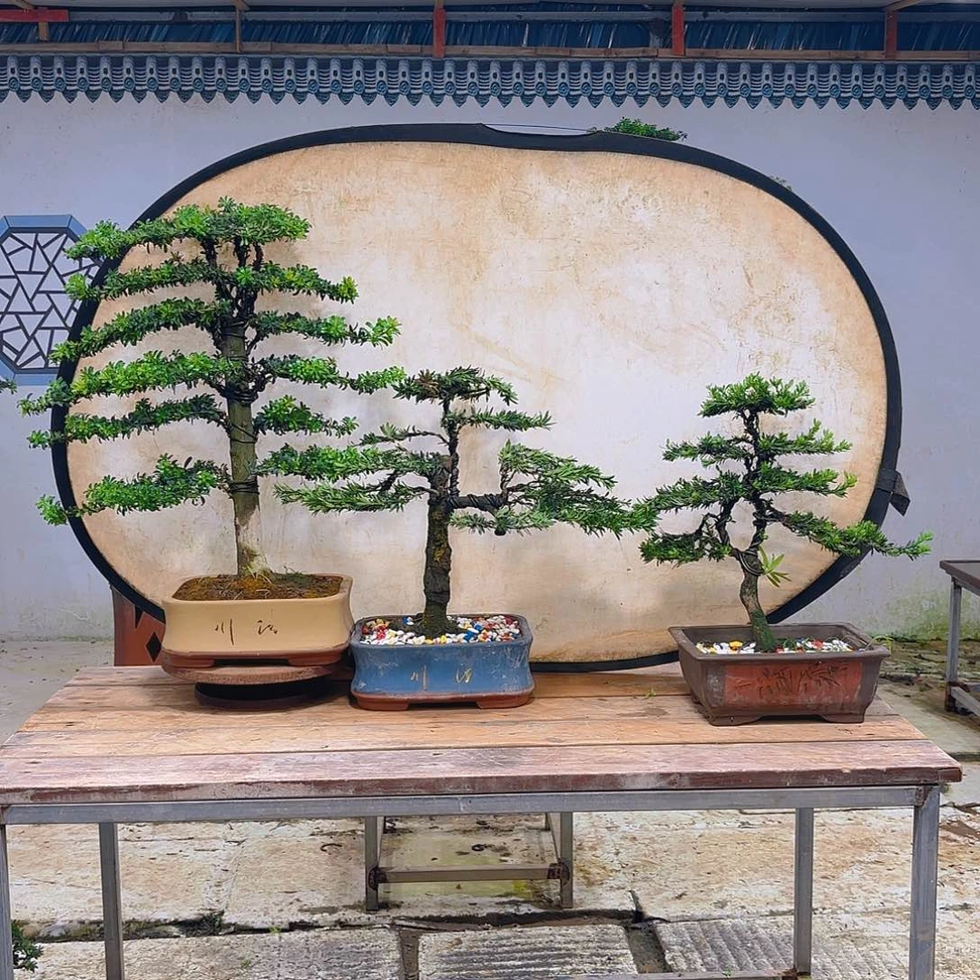 完全开放米叶罗汉松