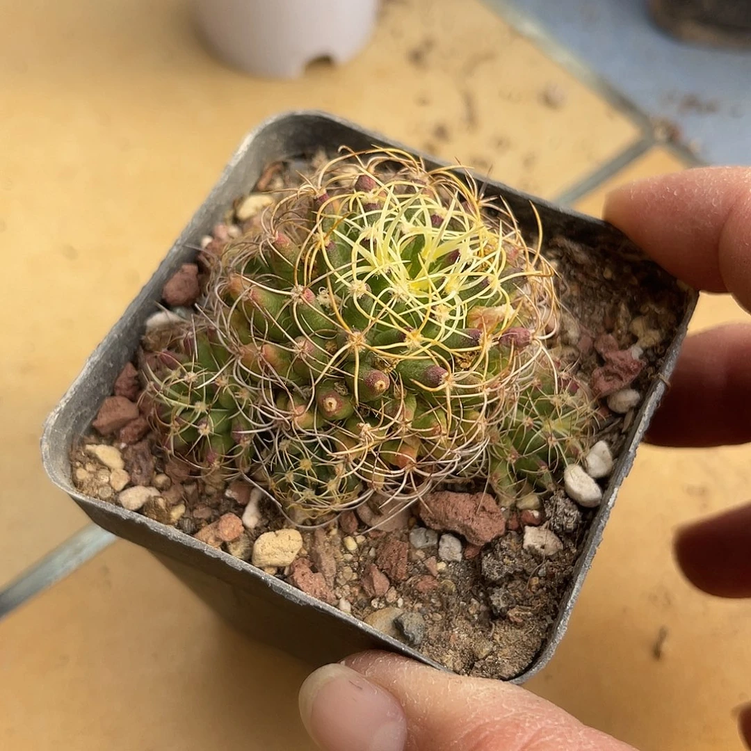 大尤琴丝一物一拍