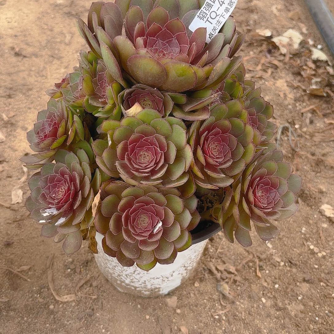 不知道多肉植物上446