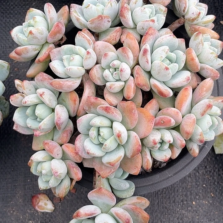 冷香群生多肉植物