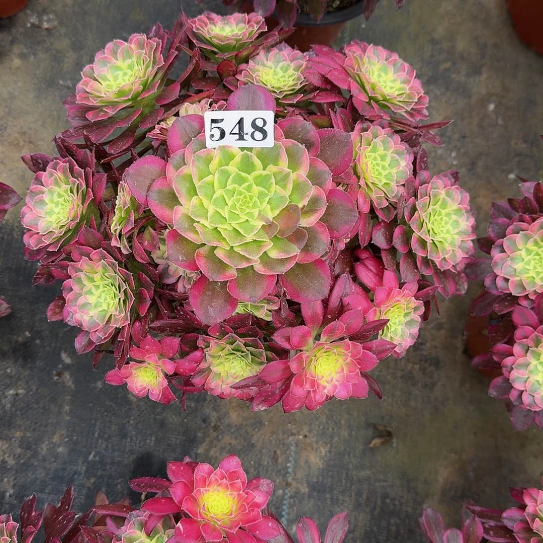 小**姐548天河法师锦福利价半木桩