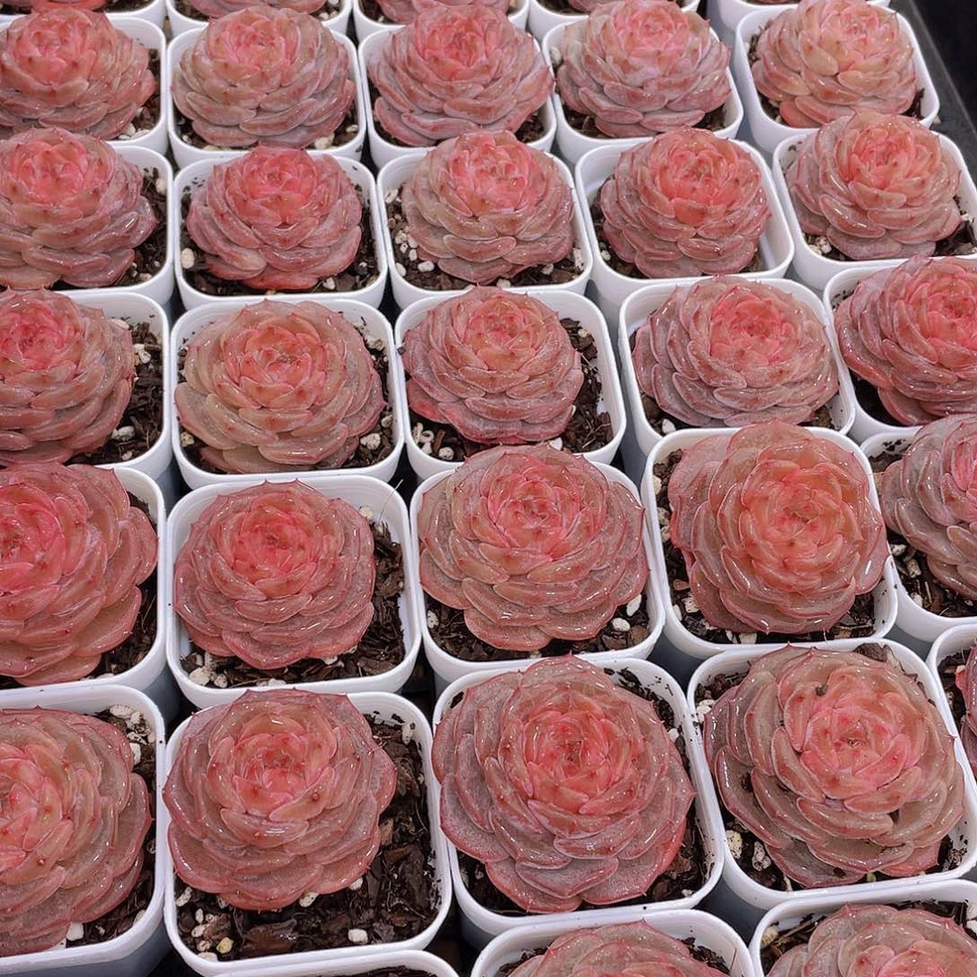 量拍42号 糖心秋海棠单头一个