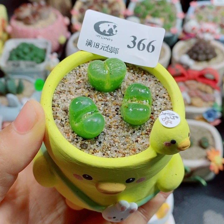 生石花花花花花花花366