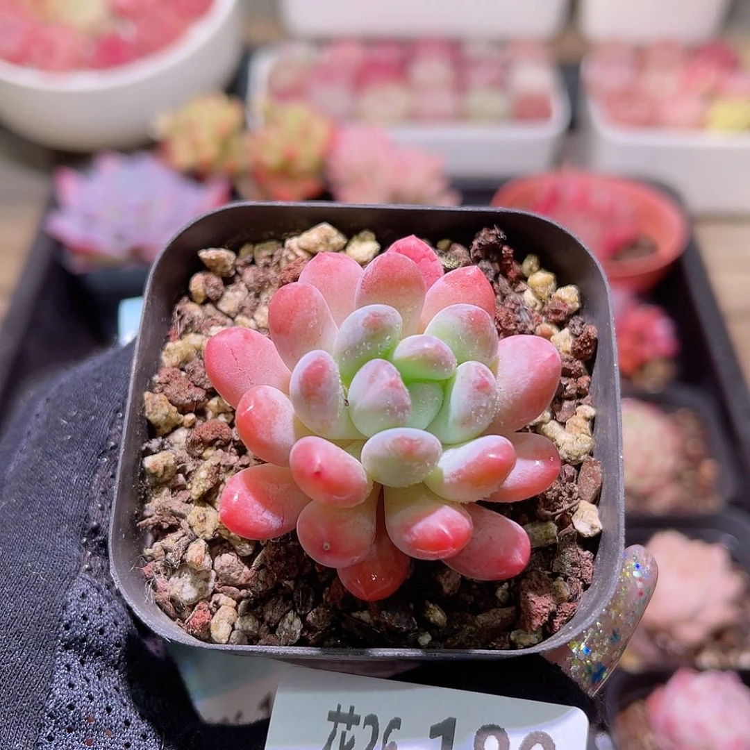 花利美26-180灯美人